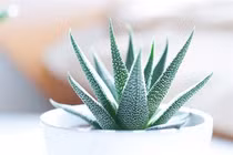 Loại cây trồng tốt nhất cho từng căn phòng trong nhà bạn