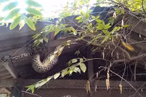 Video: Trăn khổng lồ vặn mình, gà chọi từ trong bụng "chui" ra