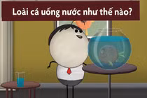 Video: Loài cá uống nước như thế nào?