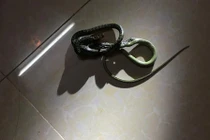 Cô gái can đảm "tiêu diệt" con rắn trên cánh cửa khiến nam nhân bội phục