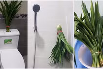 Mẹo khử mùi hôi nhà vệ sinh cực nhanh không cần hóa chất