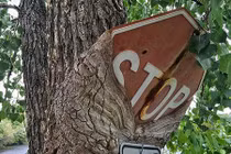 Khi cây trở thành… quái vật đáng sợ