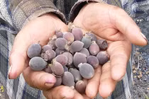 Biến đồi sim dại thành nơi...kiếm tiền rất dễ