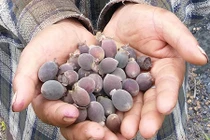 Biến đồi sim dại thành nơi...kiếm tiền rất dễ