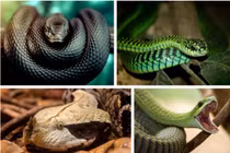 Giải mã tai ương kích hoạt “ổ rắn độc” tràn lan khắp nơi