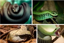 Giải mã tai ương kích hoạt “ổ rắn độc” tràn lan khắp nơi