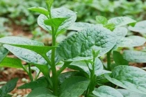 Chớ dại ăn rau mùng tơi theo cách này kẻo rước bệnh