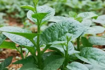 Chớ dại ăn rau mùng tơi theo cách này kẻo rước bệnh