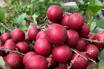 Nông dân hốt bạc nhờ giống nhãn lạ, thương lái mua tận vườn giá cao ngất