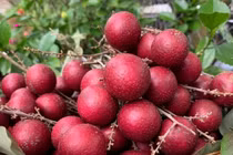 Nông dân hốt bạc nhờ giống nhãn lạ, thương lái mua tận vườn giá cao ngất