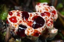 Những loài nấm kỳ lạ với hình dạng khiến người xem tròn mắt ngạc nhiên