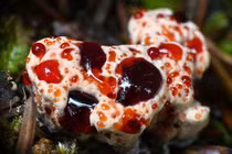 Những loài nấm kỳ lạ với hình dạng khiến người xem tròn mắt ngạc nhiên