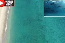 Khiếp hãi cảnh 10.000 cá mập "bao vây" du khách đen đặc bờ biển Mỹ