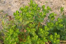 Cỏ dại ven đường đem đi chiết xuất, giá bán lên tới 600.000 đồng/kg