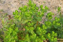 Cỏ dại ven đường đem đi chiết xuất, giá bán lên tới 600.000 đồng/kg