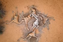 Ám ảnh cảnh tượng hươu cao cổ chết trong tư thế chụm vào nhau