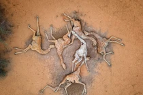 Ám ảnh cảnh tượng hươu cao cổ chết trong tư thế chụm vào nhau