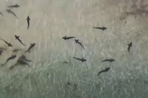 Video: Hàng trăm con cá mập báo xuất hiện gần bờ biển ở Mỹ