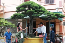 Bộ sưu tập siêu cây cảnh triệu đô của nữ đại gia Phú Thọ