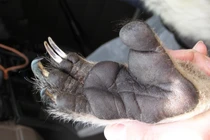 Loài động vật có dấu vân tay giống hệt con người