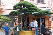 Bộ sưu tập siêu cây cảnh triệu đô của nữ đại gia Phú Thọ