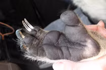 Loài động vật có dấu vân tay giống hệt con người