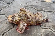 Giống cá từng làm thức ăn cho gia cầm nay giá đắt cắt cổ