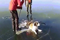 Video: Chú chó tội nghiệp mắc kẹt đuôi và chân trên hồ băng