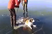 Video: Chú chó tội nghiệp mắc kẹt đuôi và chân trên hồ băng