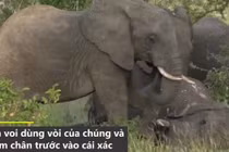 Video: Khoảnh khắc đàn voi đưa tang đồng loại