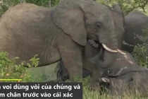 Video: Khoảnh khắc đàn voi đưa tang đồng loại