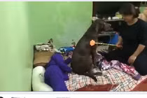 Video: “Nàng cún” lấy thân che bé gái khi bị mẹ đánh gây sốt mạng