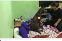 Video: “Nàng cún” lấy thân che bé gái khi bị mẹ đánh gây sốt mạng