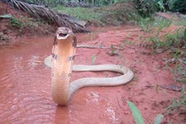 Đi câu cá, chết thảm vì hổ mang chúa khổng lồ