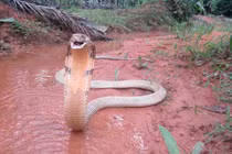 Đi câu cá, chết thảm vì hổ mang chúa khổng lồ