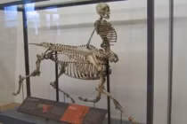 7 sinh vật nửa người nửa thú trong truyền thuyết liệu có tồn tại?