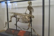 7 sinh vật nửa người nửa thú trong truyền thuyết liệu có tồn tại?