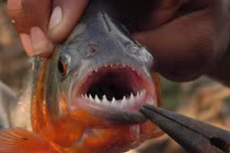 Video: Loài cá 'ăn thịt người' piranha trở thành món ăn trên bàn tiệc