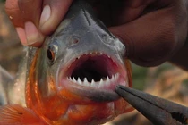 Video: Loài cá 'ăn thịt người' piranha trở thành món ăn trên bàn tiệc