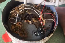 Rùng mình đàn "thạch sùng sấy" rúc trong nồi cơm điện