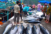 Làng câu cá ngừ đại dương kiếm 1.000 tỷ mỗi năm ở miền Trung