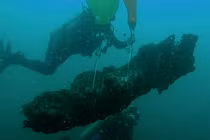 Phát hiện khu rừng 60.000 năm tuổi được tìm thấy dưới đáy biển