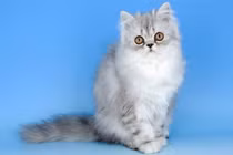 Top 10 loài động vật dễ thương nhất quả đất 