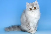 Top 10 loài động vật dễ thương nhất quả đất 