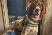 Chú chó bị mafia treo thưởng 750 triệu đồng để “lấy đầu”