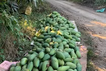 Xoài rớt giá thê thảm, nông dân bất lực chờ thương lái đến mua