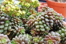 Ông bố Hà Nội chỉ cách chăm 5000 cây sen đá đẹp "mãn nhãn"