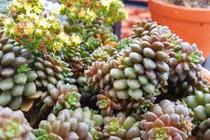 Ông bố Hà Nội chỉ cách chăm 5000 cây sen đá đẹp "mãn nhãn"