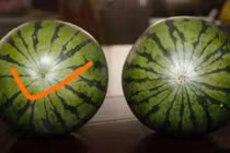 Mẹo giúp bạn chọn dưa hấu ngon ngọt, không cần gõ vào vỏ