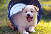 4 con vật này tự nhiên vào nhà, bạn sẽ vô cùng may mắn